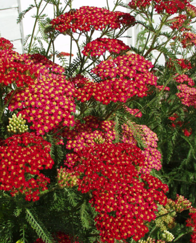 Achillea Paprika
