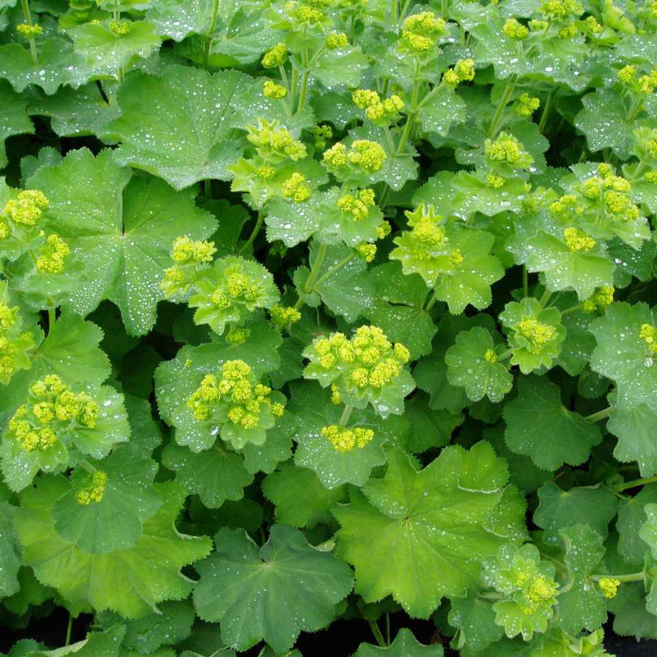 Alchemilla Mollis Lady's Mantle