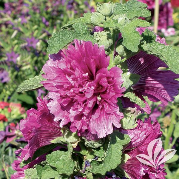 Alcea r. 'Queeny Purple'