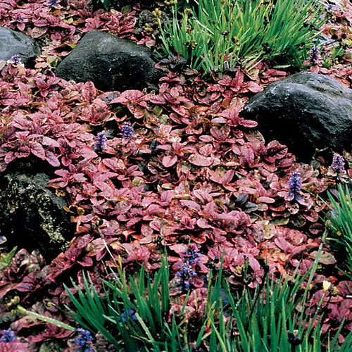 Ajuga reptans 'Burgundy Glow'