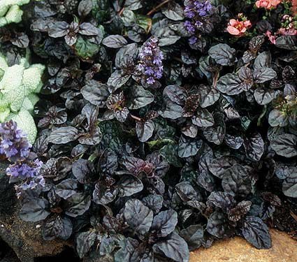 Ajuga reptans 'Black Scallop' (pp15,815)