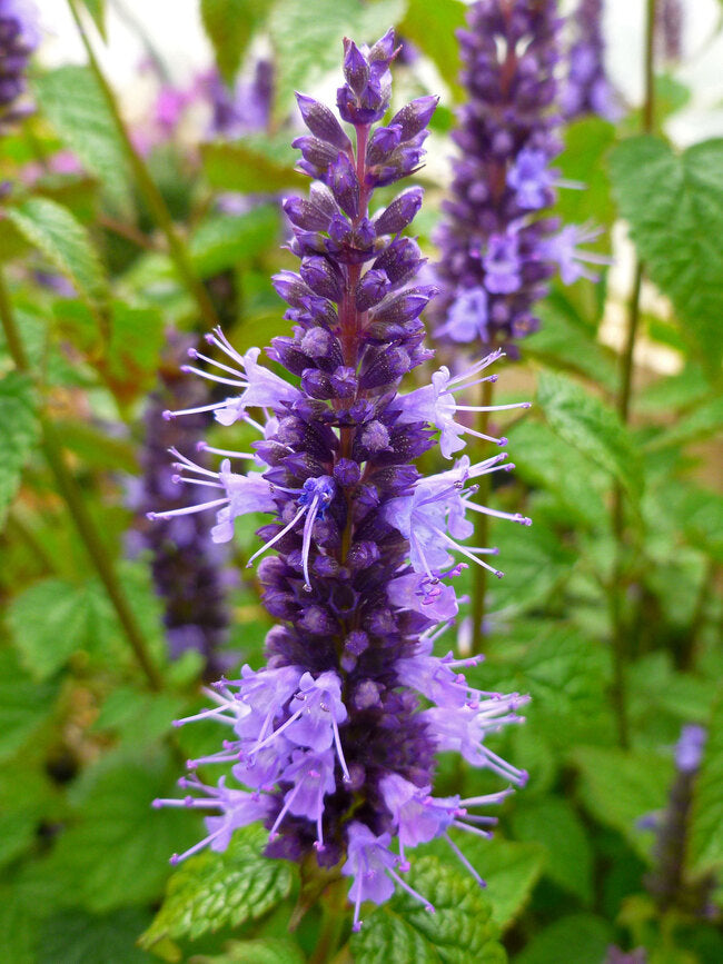 Agastache rugosa 'Little Adder' (pp26,514)