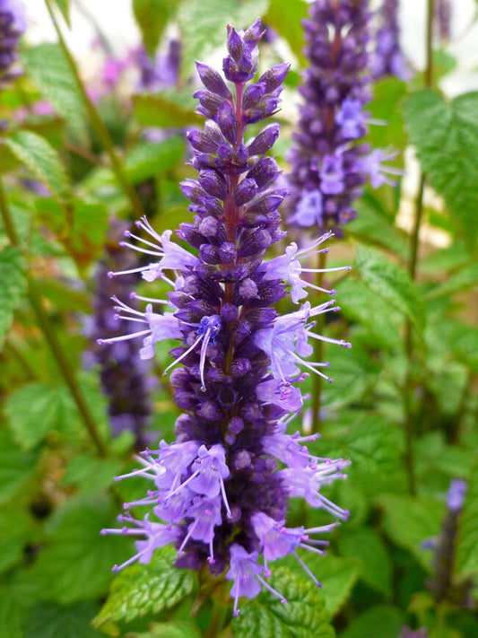Agastache rugosa 'Little Adder' (pp26,514)