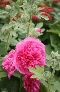 Alcea Charter Double