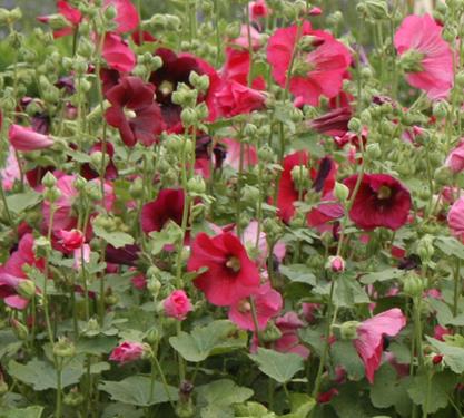 Alcea Indian Spring