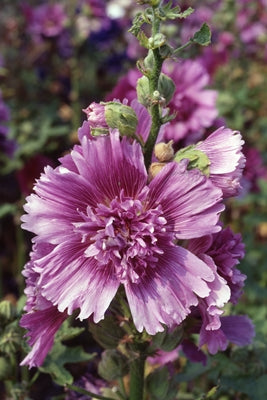Alcea Queeny Purple