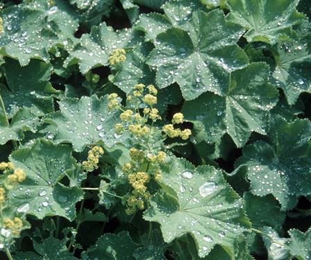 Alchemilla mollis