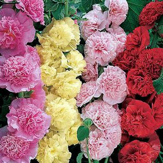 Alcea r. 'Powderpuff Mixed' Hollyhock