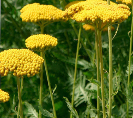 Achillea Coronation Gold