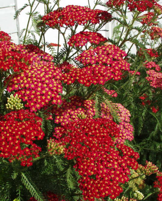 Achillea Paprika