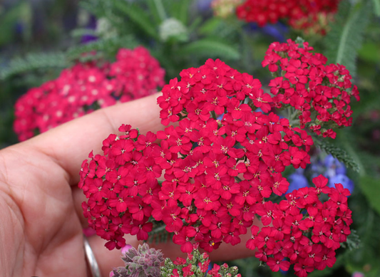 Achillea Red Velvet