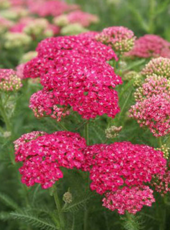 Achillea Saucy Seduction (pp20,782)