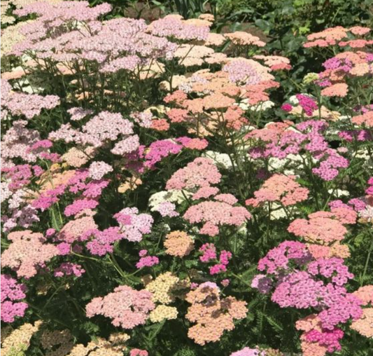 Achillea Summer Pastel