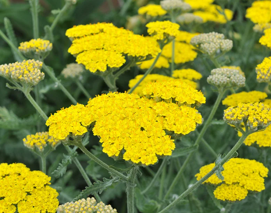 Achillea Moonshine