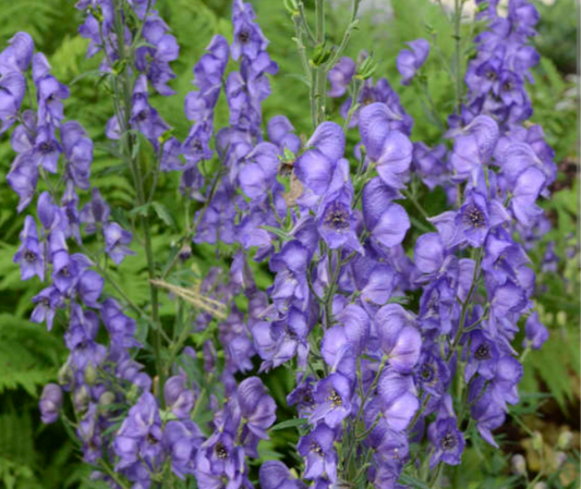 Aconitum Fischeri (monkshood)