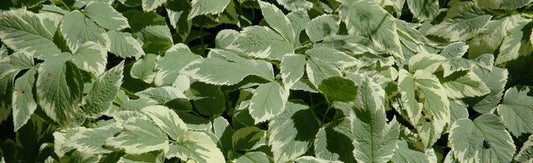 Aegopodium p "Variegatum" (snow on the mountain)