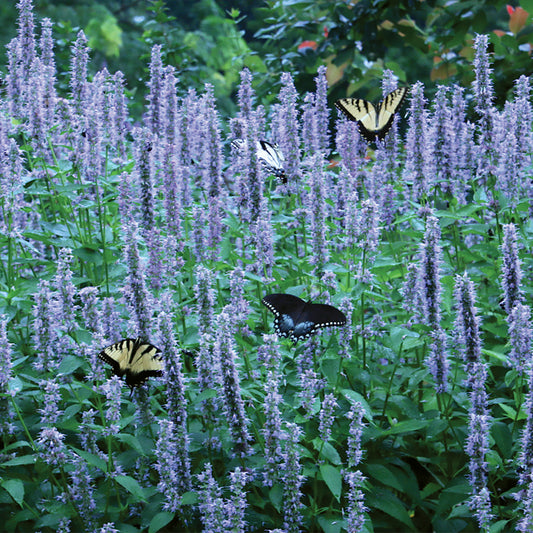 Agastache 'Blue Fortune'