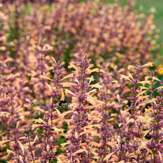 Agastache Meant To Be 'Queen Nectarine' (pp34,896)