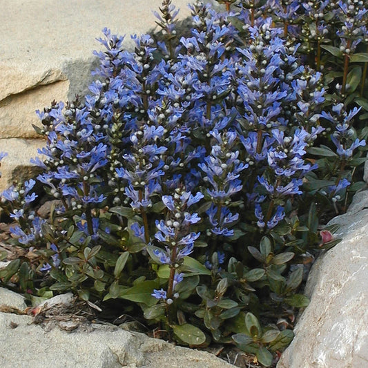 Ajuga r 'Chocolate Chip'
