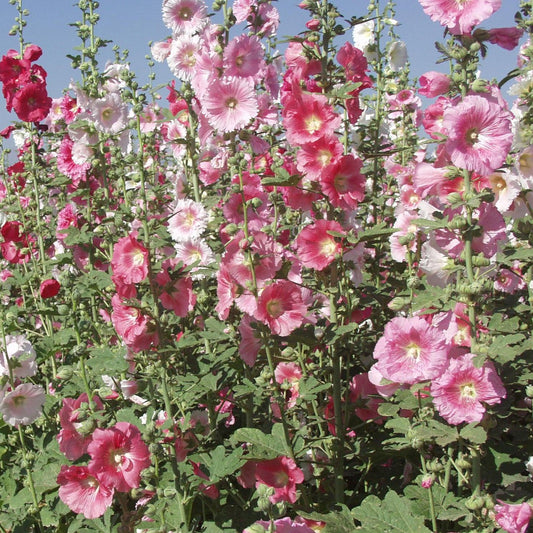 Alcea r. 'Indian Spring'