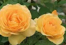 'Julia Child' rose