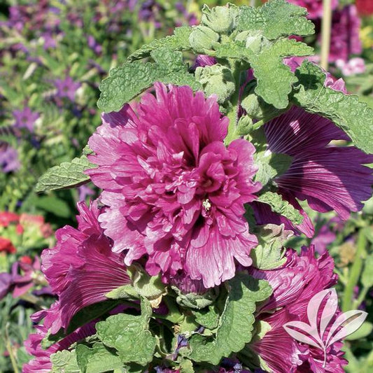 Alcea r. 'Queeny Purple'