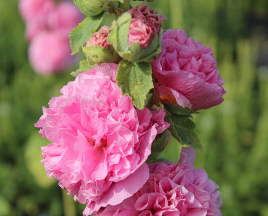 Alcea r. 'Chater Double'